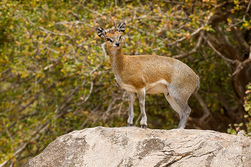 dik dik